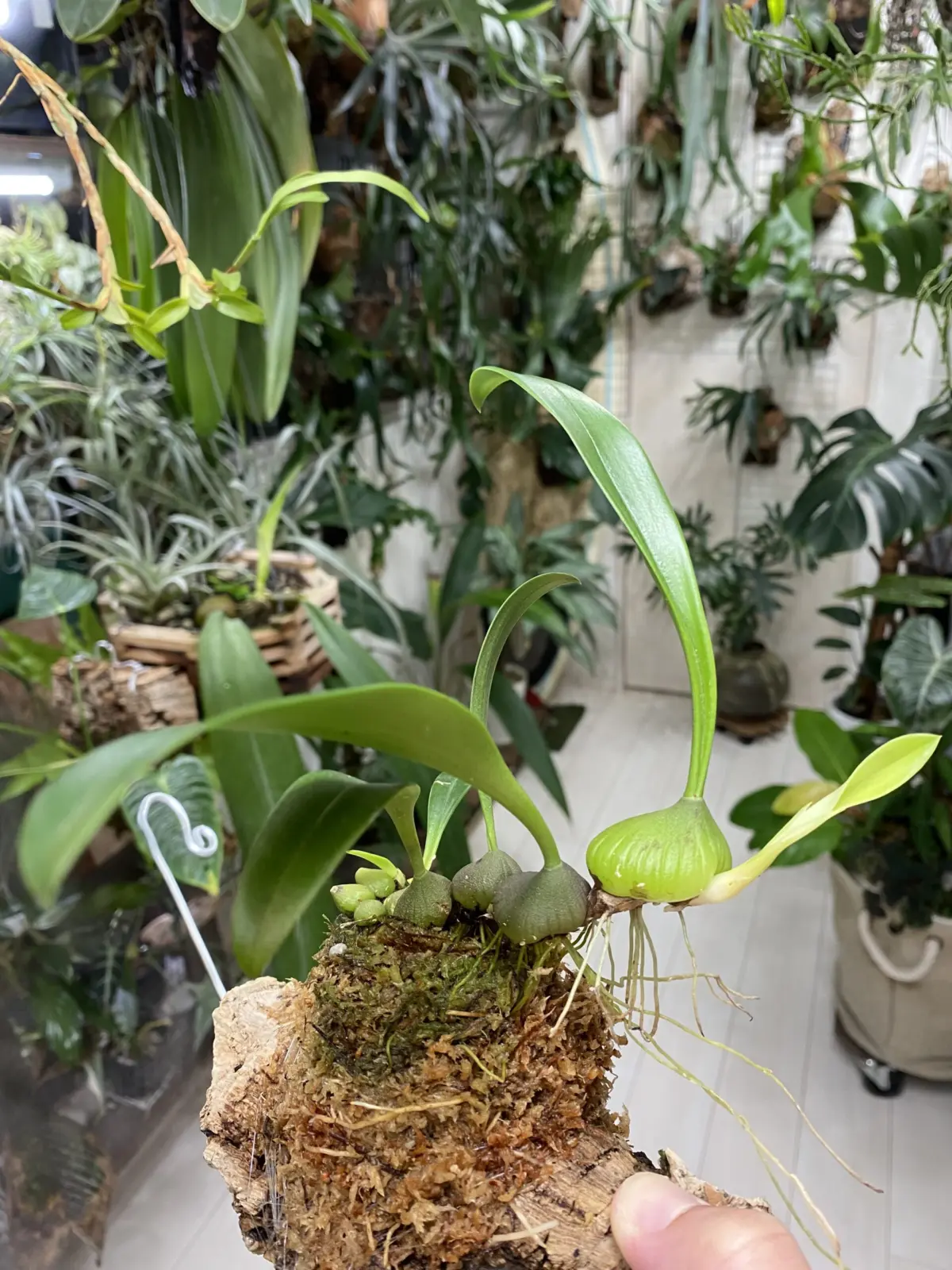 バルボフィラム　サーキアトゥム（circiatum)