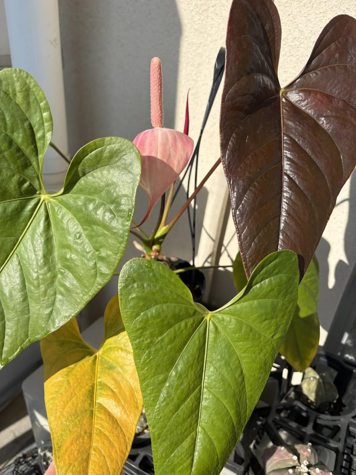 アンスリウム トムズレッド