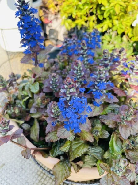 アジュガ 花