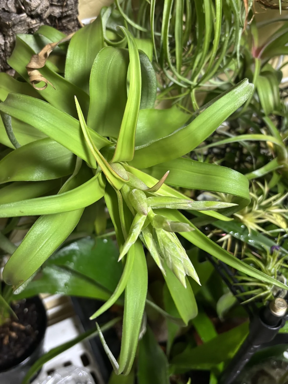 ティランジア ストレプトフィラ 花芽 途中経過