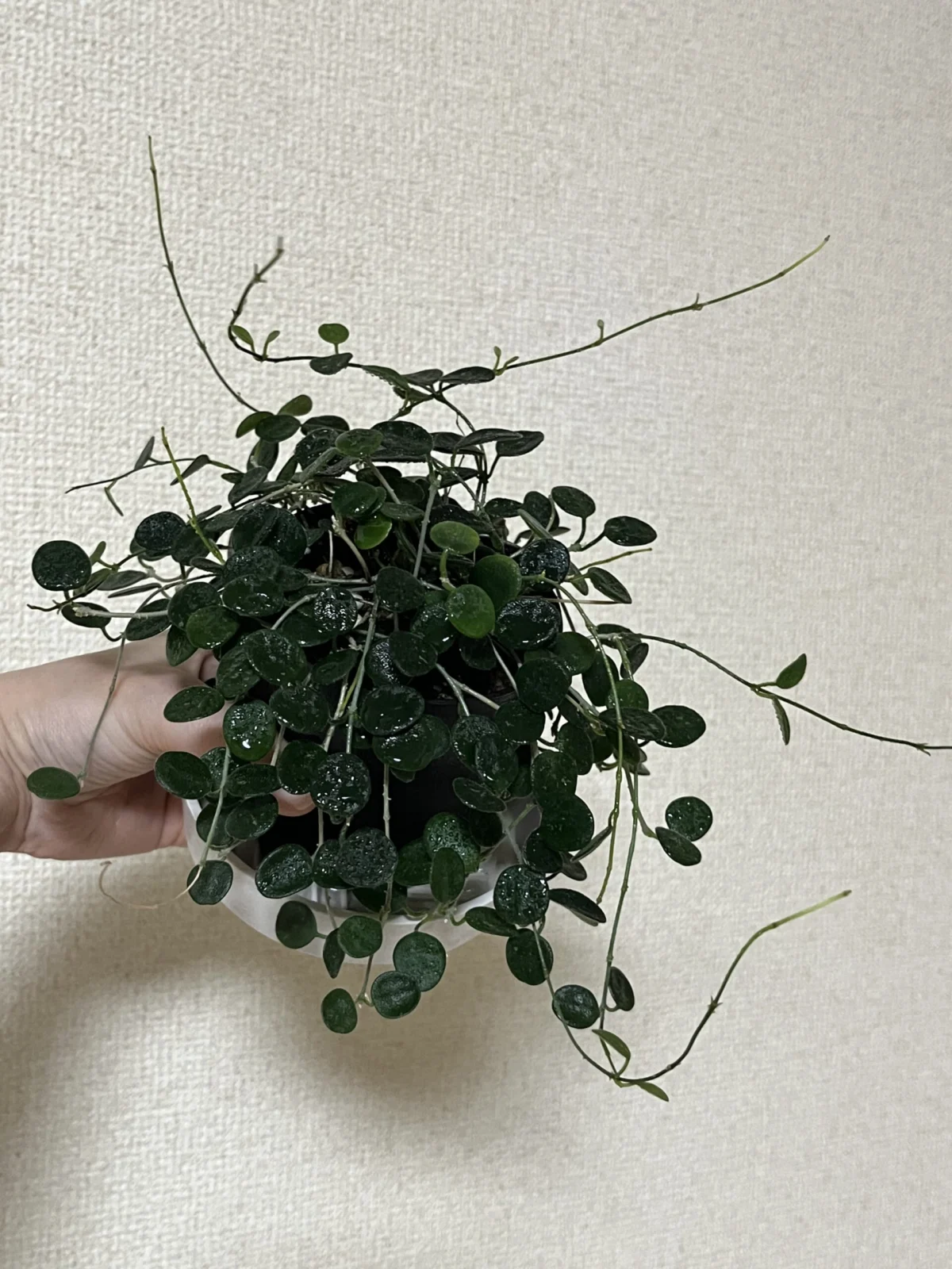 ホヤ セルペンス