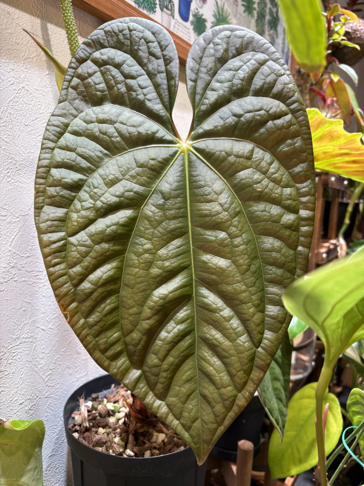 アンスリウム　パピリラリナム×ルクスリアンス