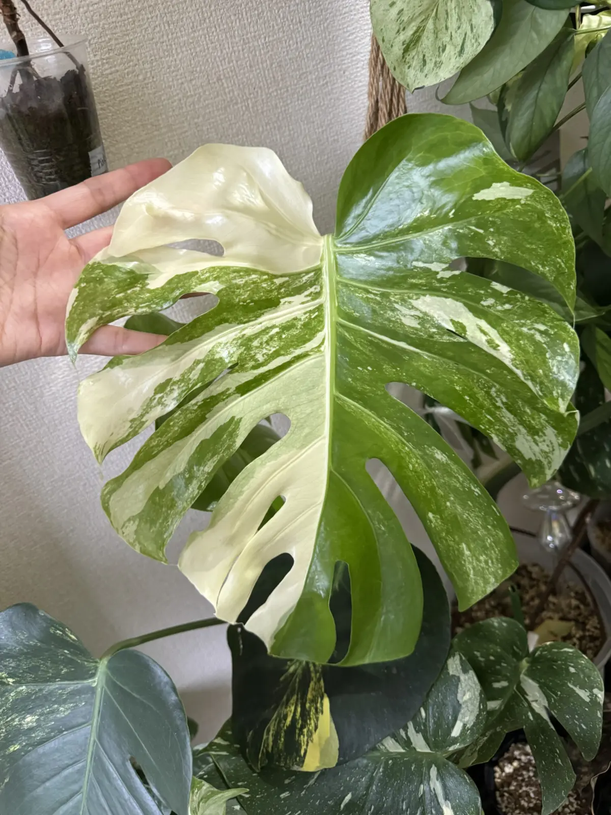 モンステラ　デリシオーサ　白斑