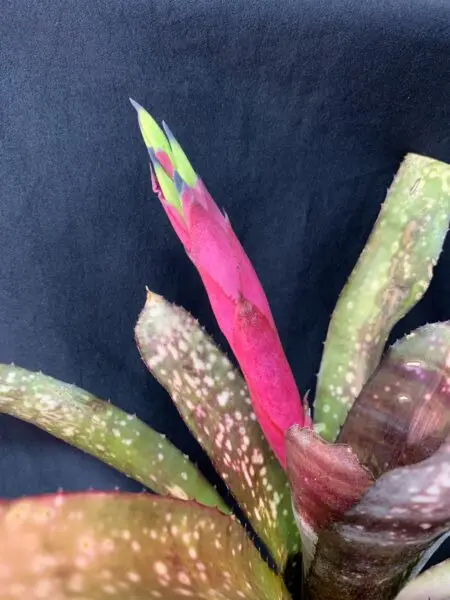ビルベルギア　クムフラ　花芽