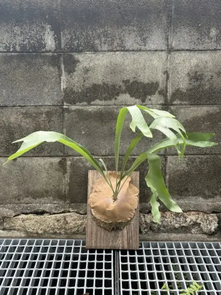 ビカクシダ　ネザーランド
