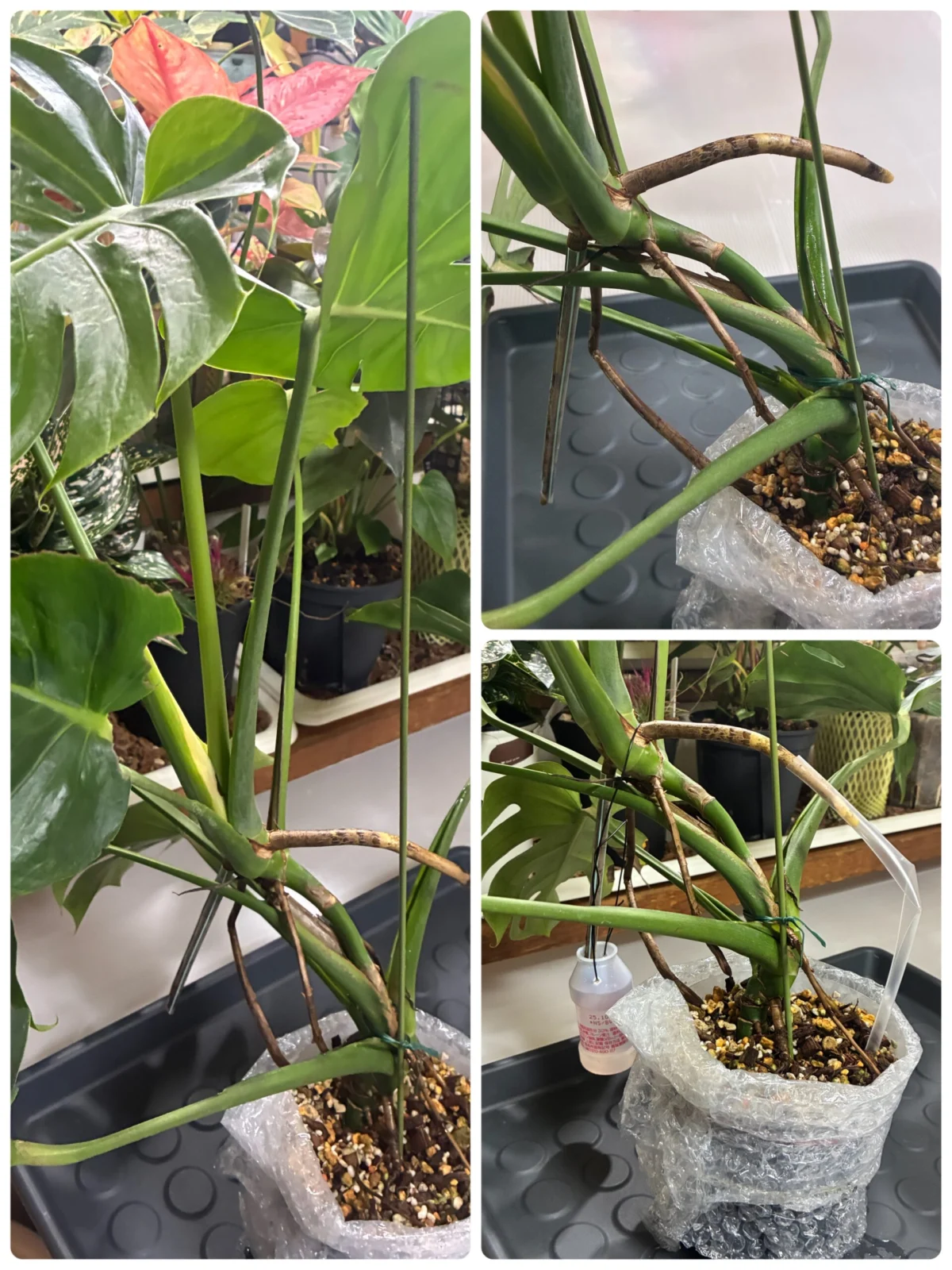 モンステラ　コンパクタ　その後