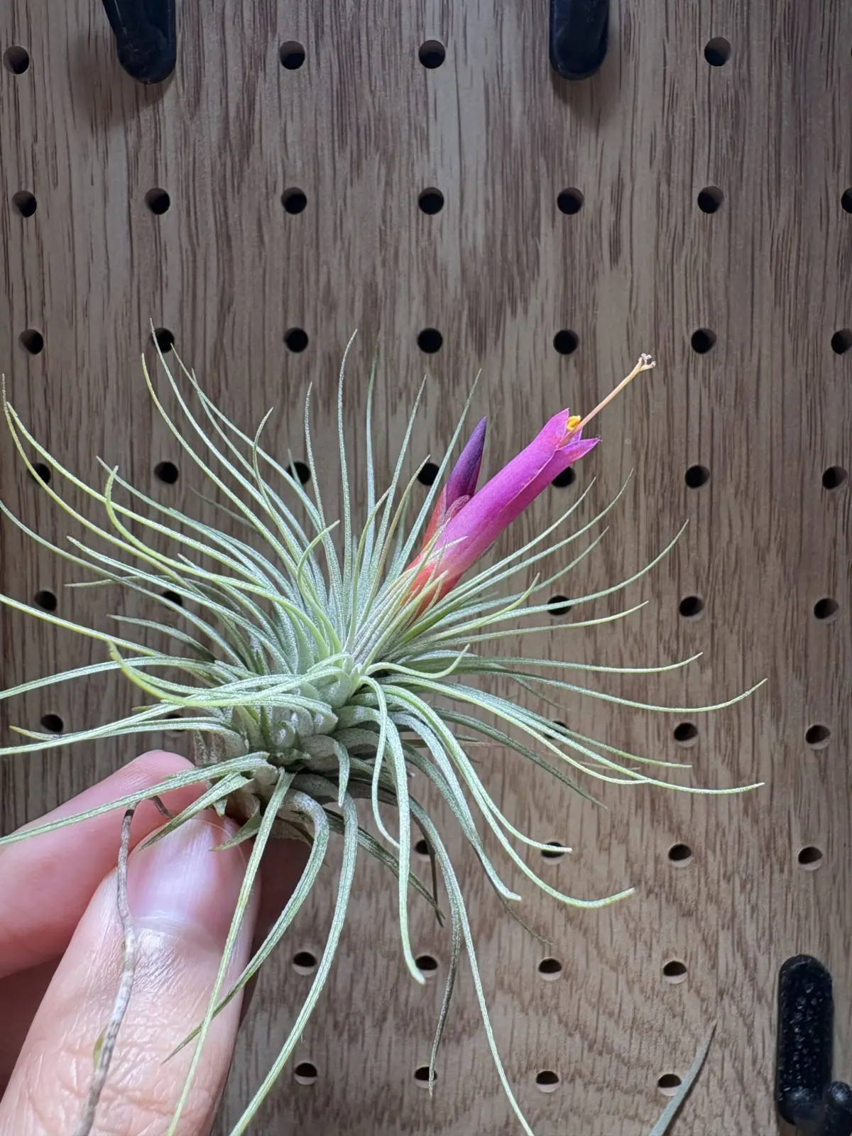 ティランジア　アルゲンティア×イオナンタ　開花