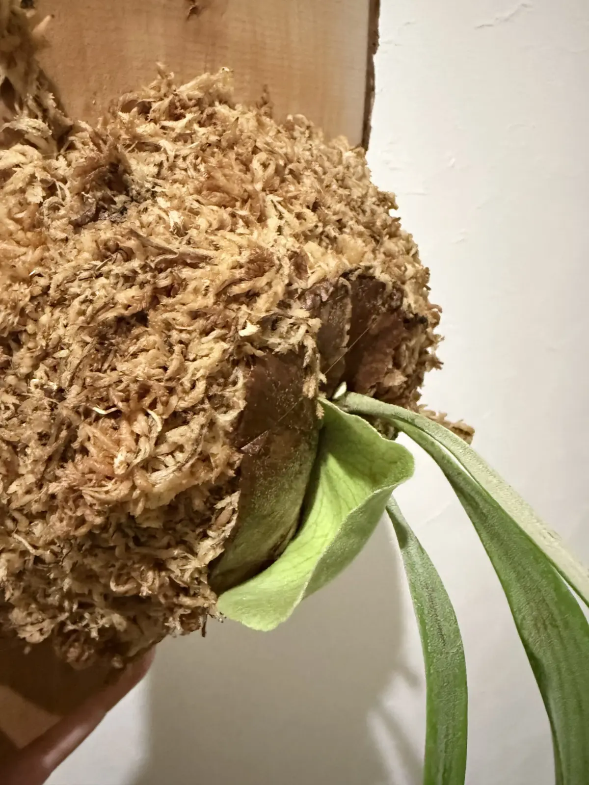 ビカクシダ　ウィリンキー　鉢植えから板付　貯水葉浮く