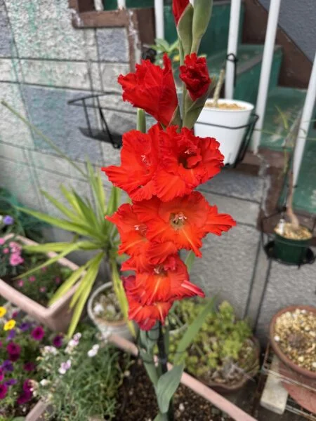 グラジオラス