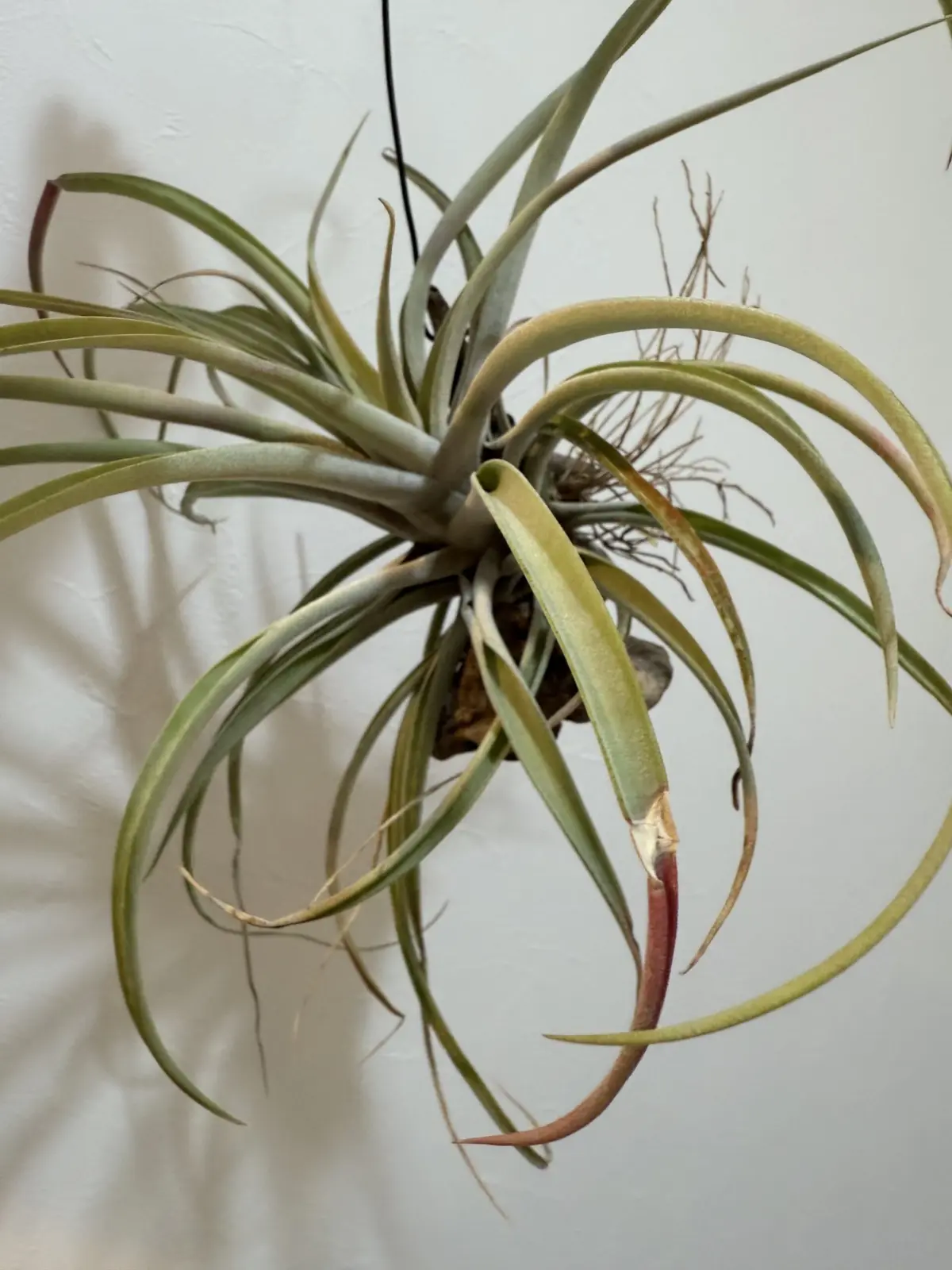 葉が折れたリオホンドエンシス　折れた葉が赤い