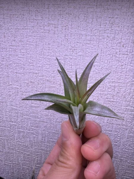 ティランジア　ラブノット