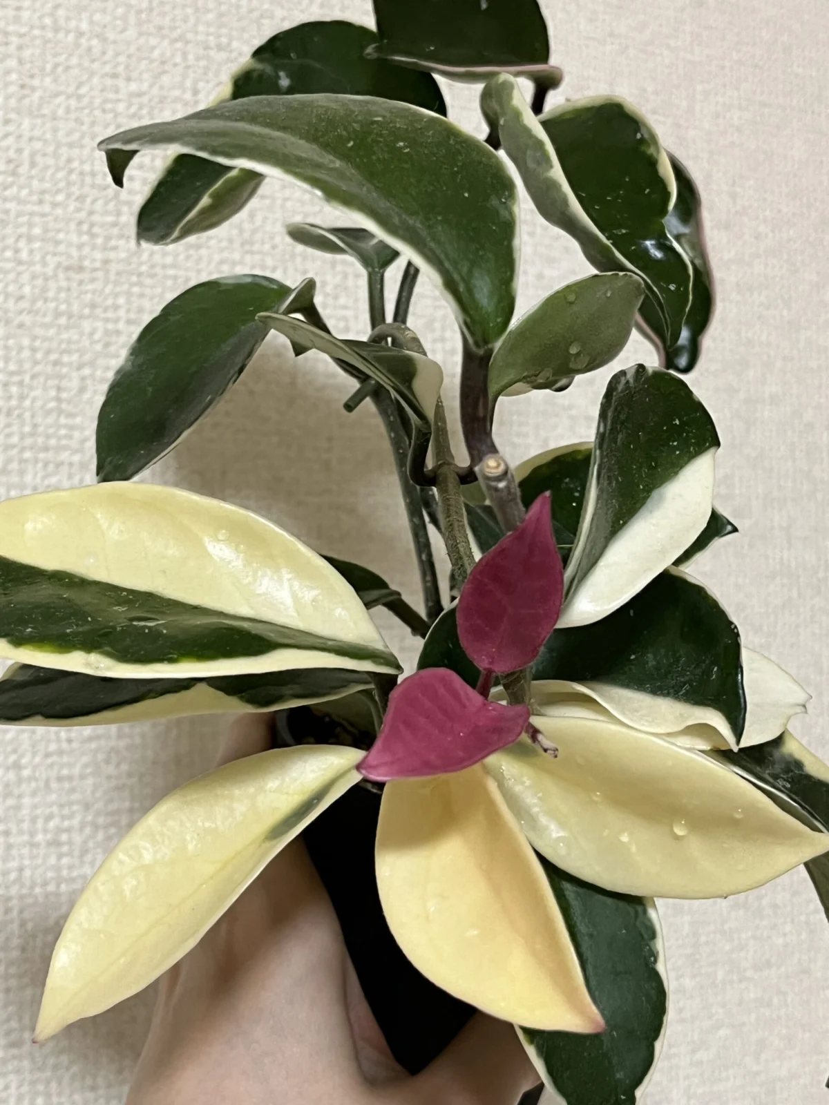 ホヤ カルノーサ リップカラー