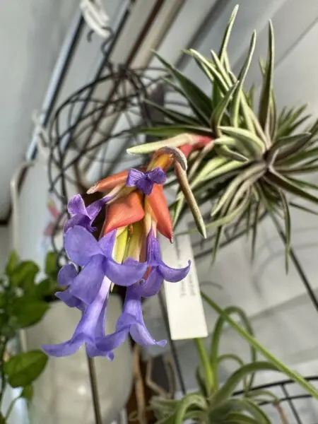 ティランジア　ネグレクタ　ルブラ　花