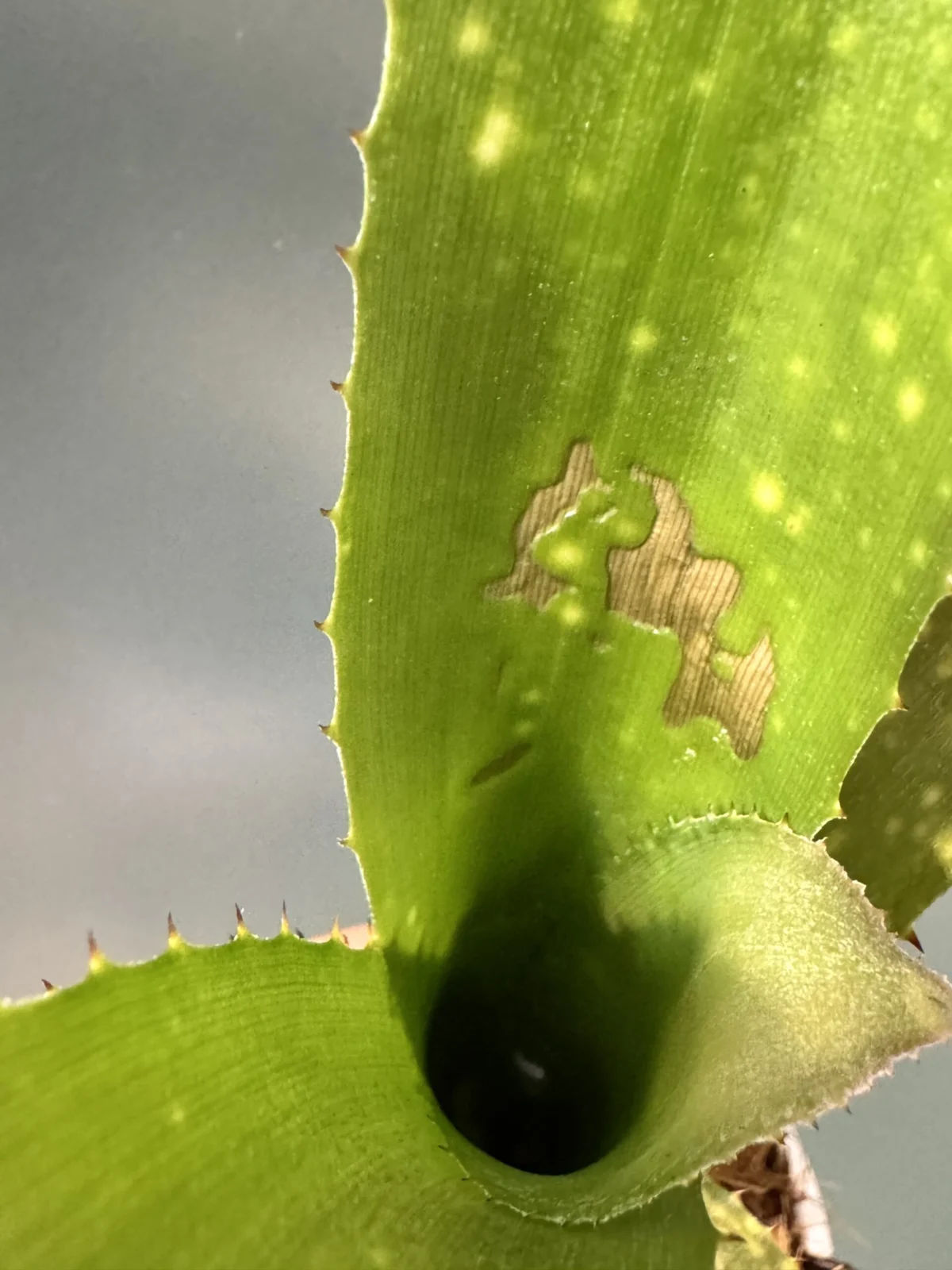 ビルベルギア フラアウワナ 焼け症状