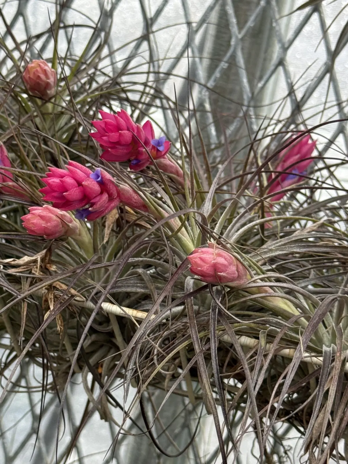 ティランジア　ストリクタ　‘レッド’