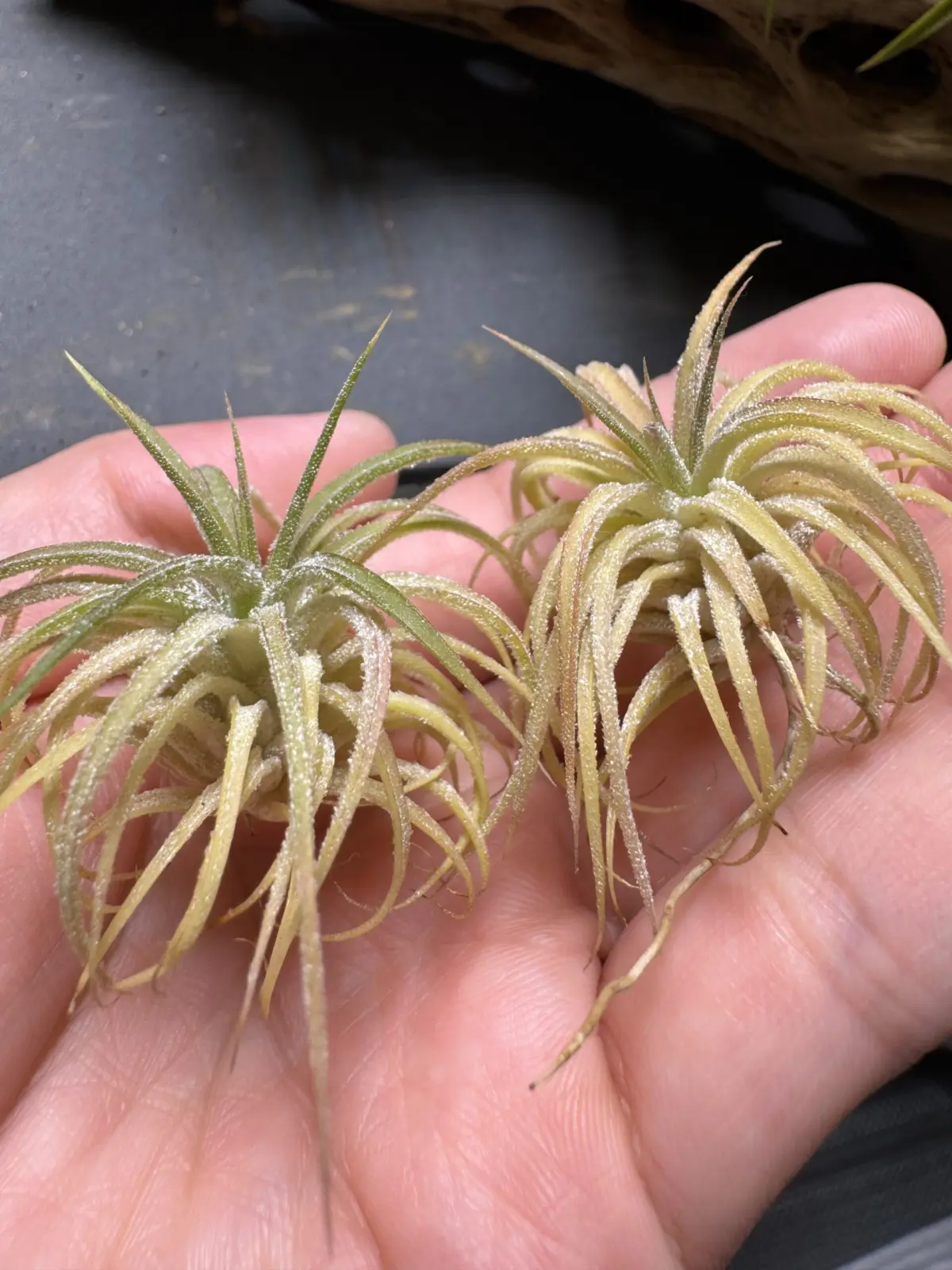 ティランジア イオナンタ