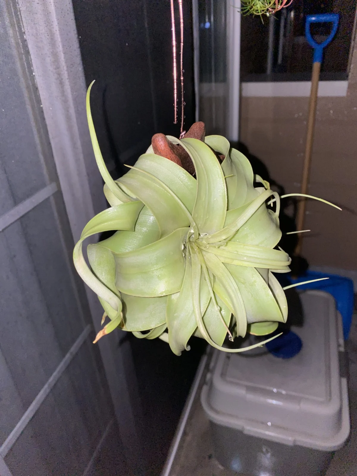 キセログラフィカ
