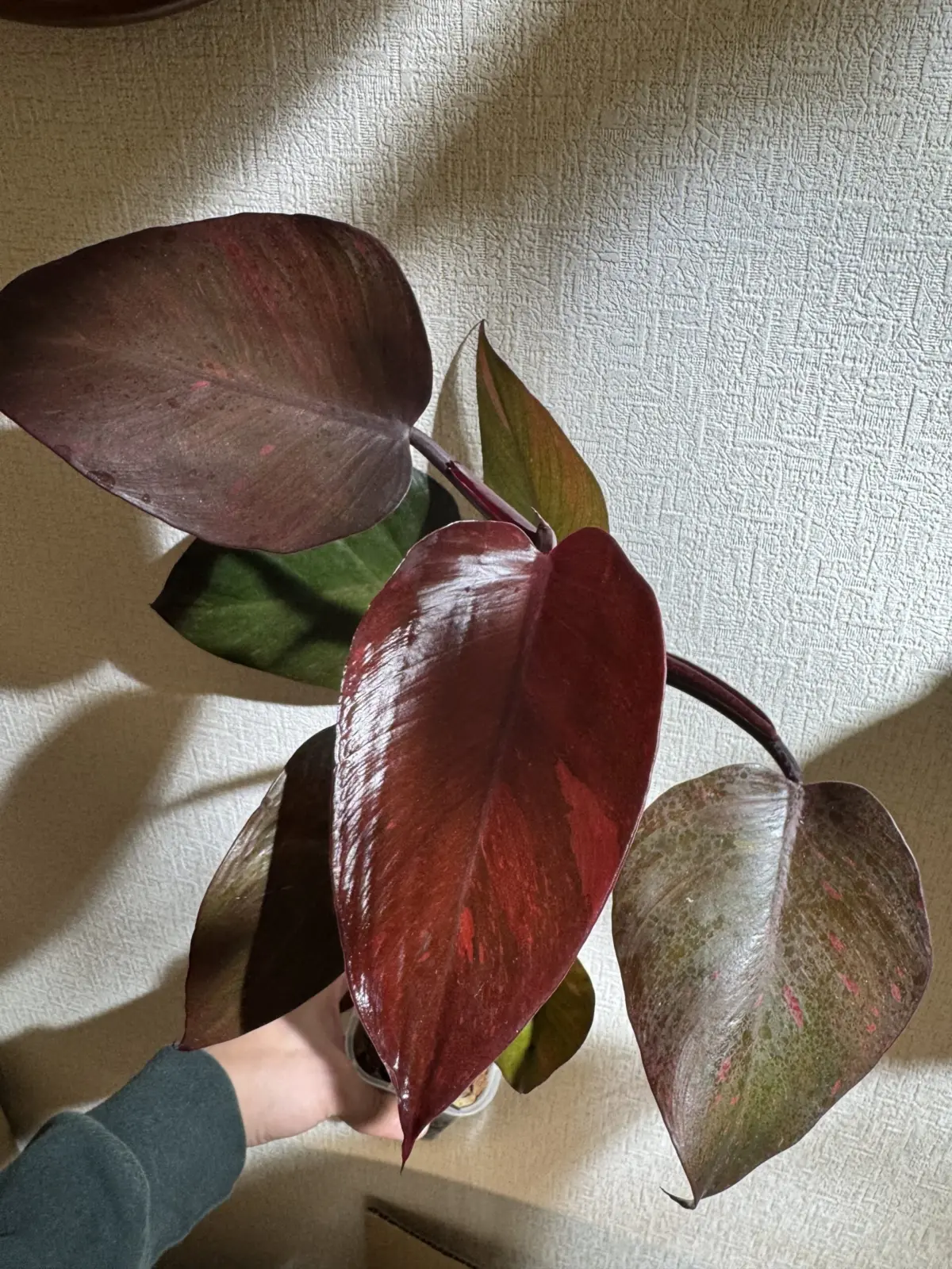 フィロデンドロン　オレンジプリンセス