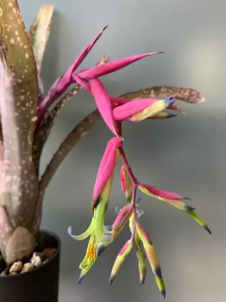 ビルベルギア　クムフラ　花