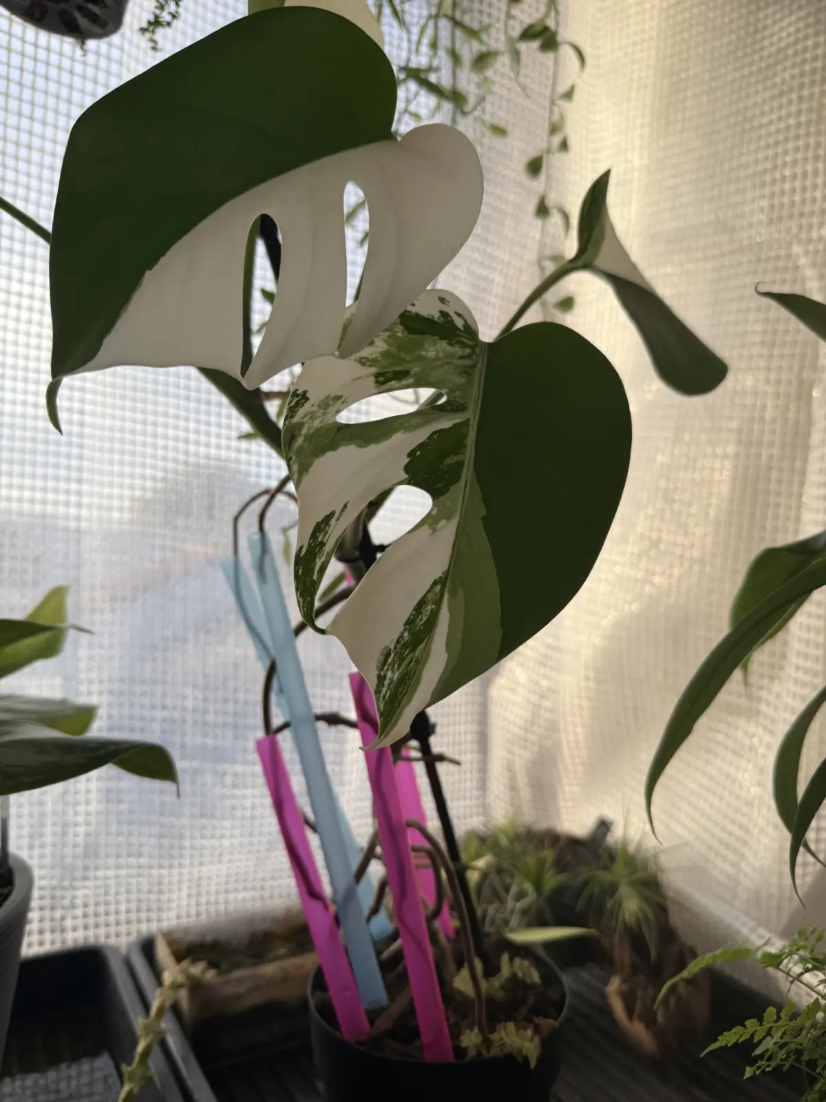 モンステラ　パルテノン仕立て