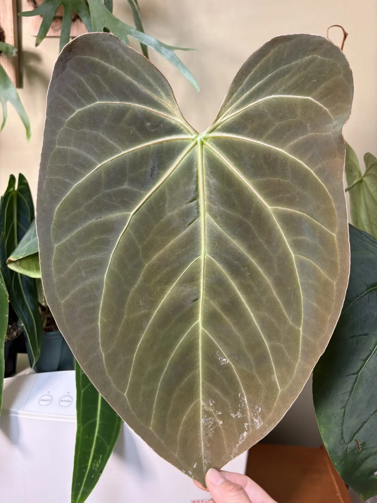 アンスリウム　No.5