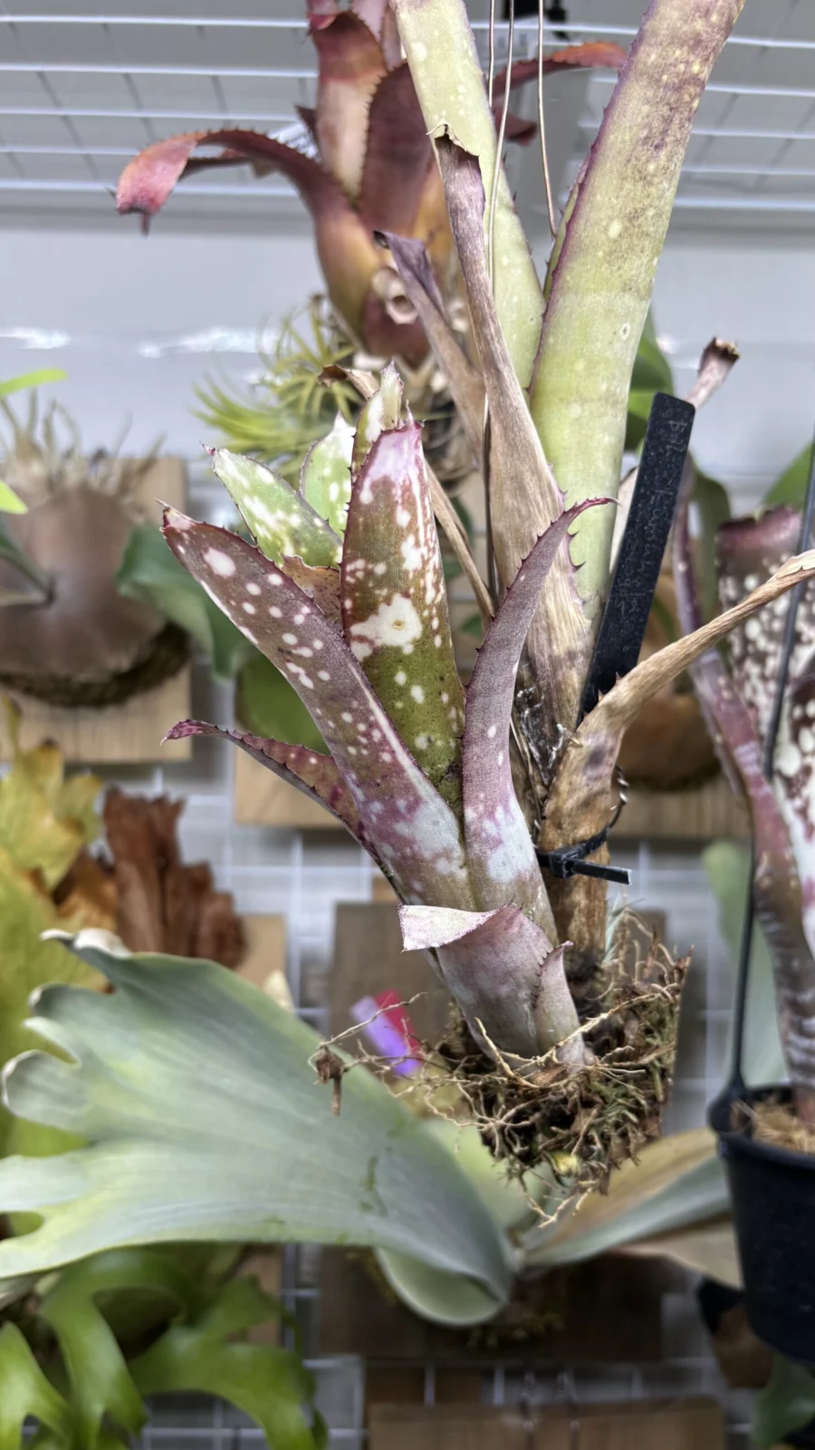 ビルベルギア　クムフラ