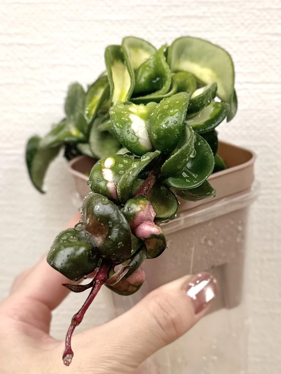 ホヤ カルノーサ コンパクタ 斑入り