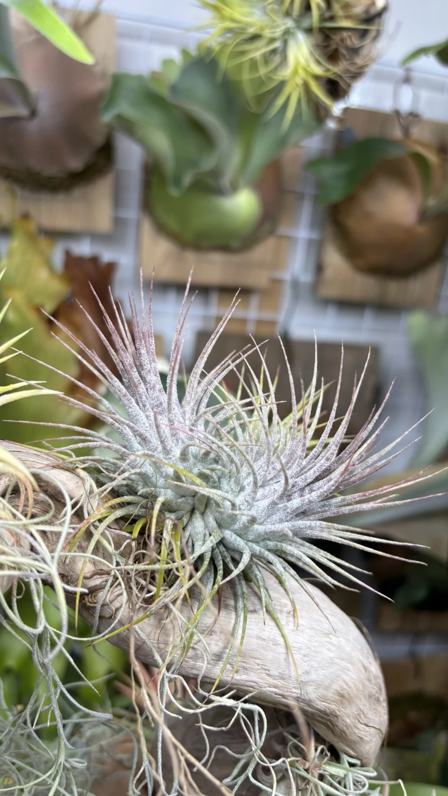 ティランジア　イオナンタ　ゼブリナ