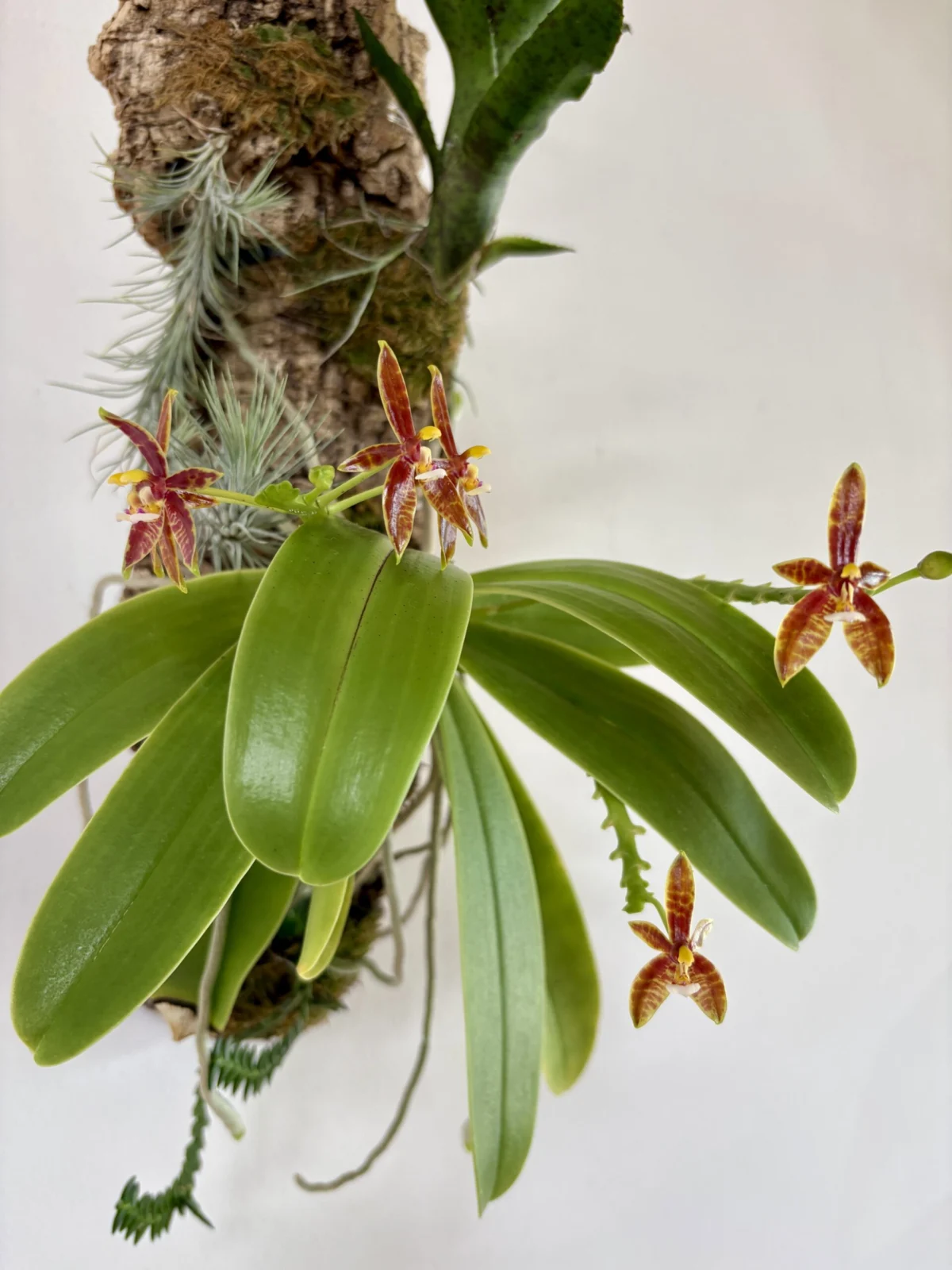 ファレノプシス　コルヌセルビ