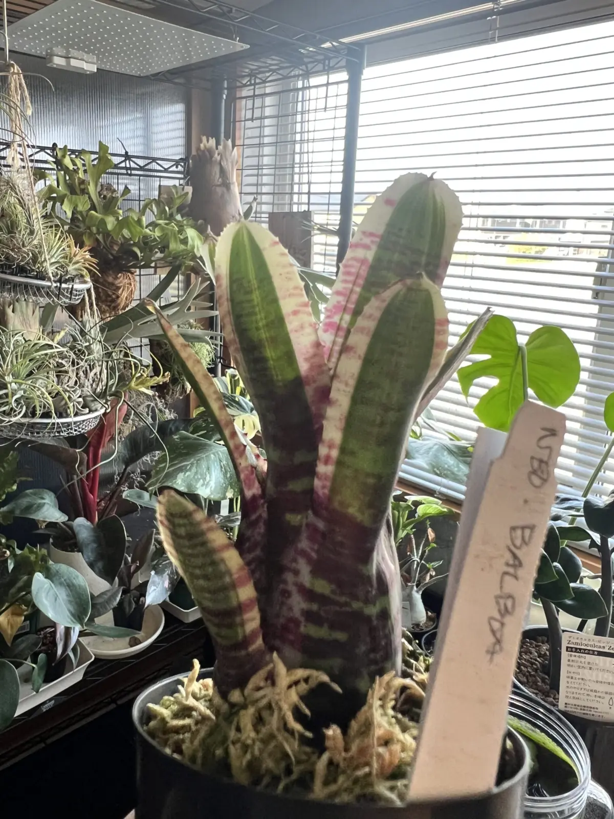 ネオレゲリア　バルボア