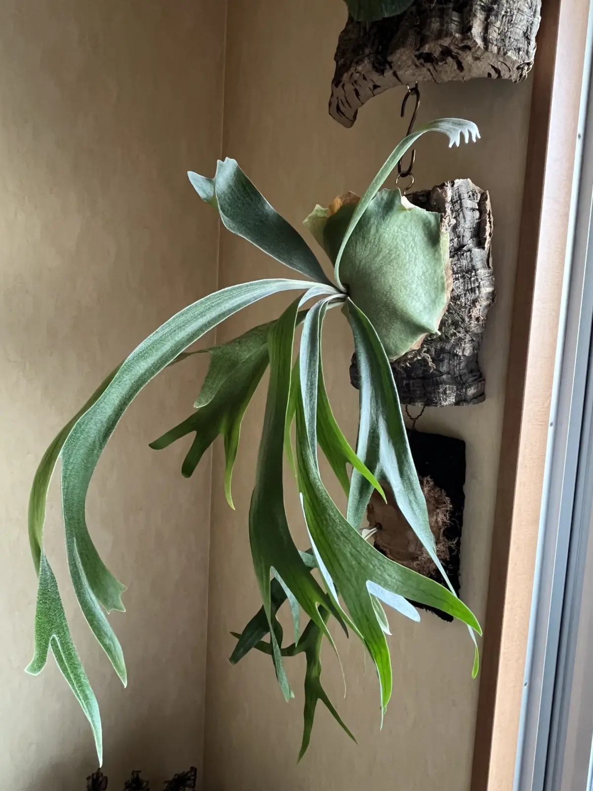 ビカクシダ　プラティセリウム