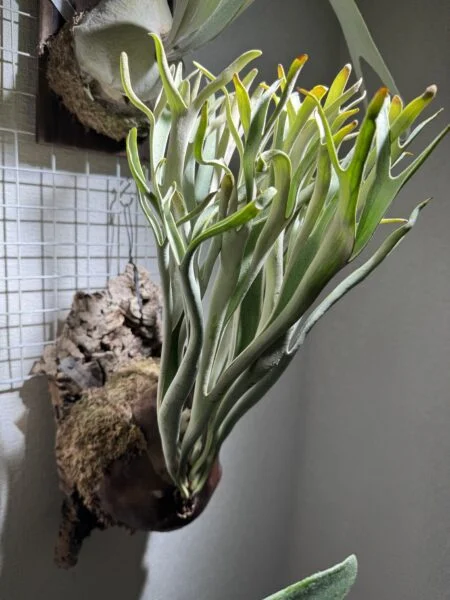 ビカクシダ　フーンシキ×アルシコルネマダガスカル