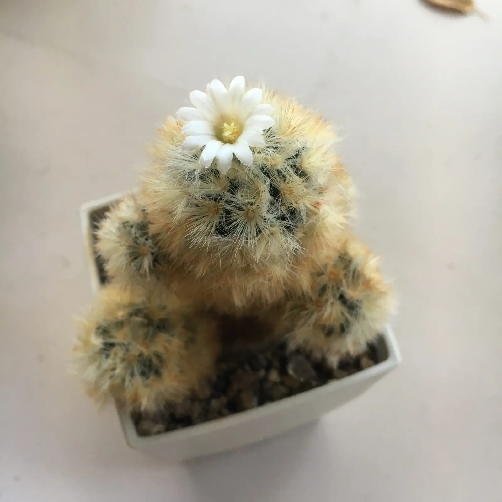 マミラリア カルメナエ