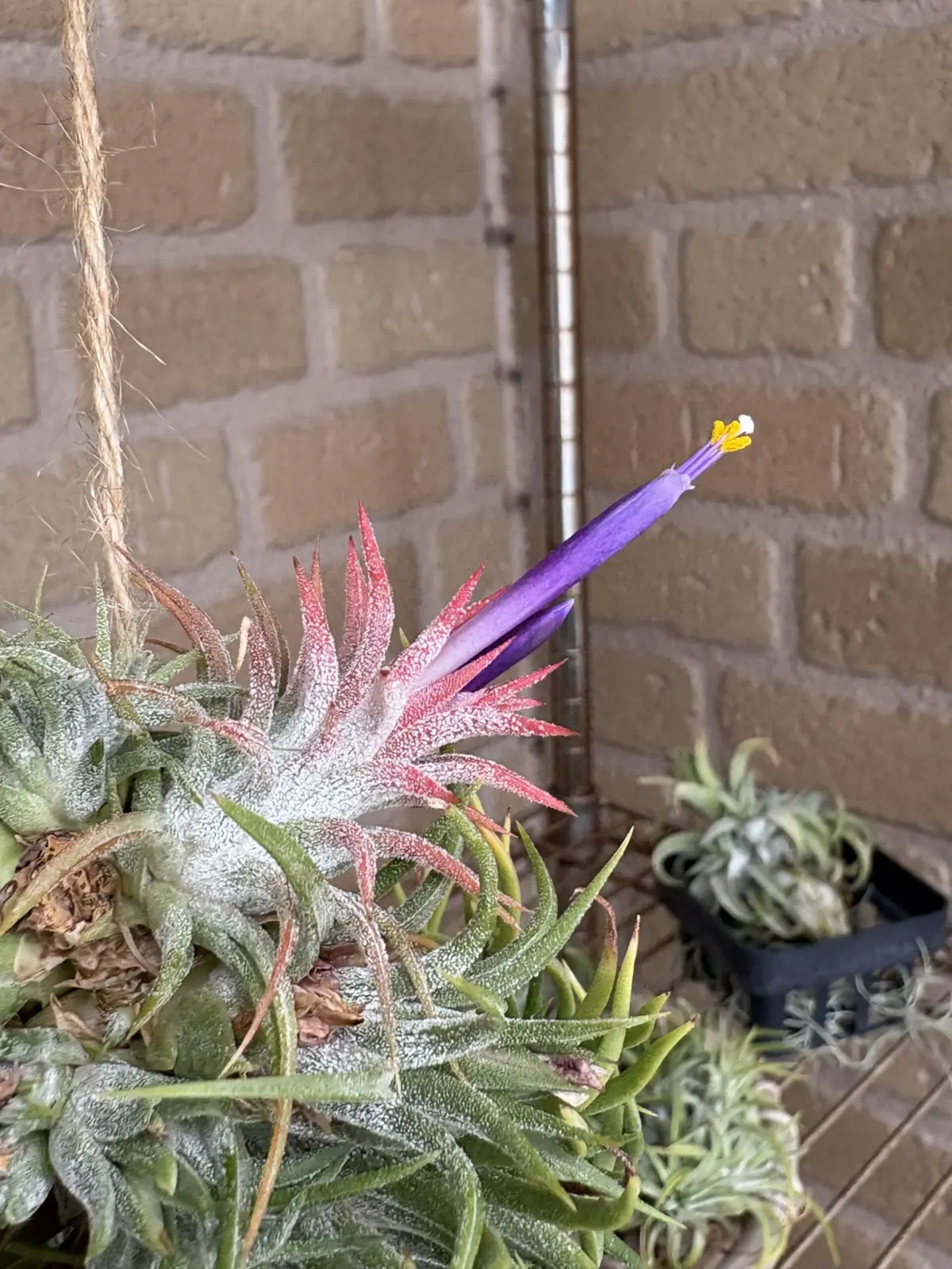 ティランジア　イオナンタ　ウアメルラ　クランプ　開花