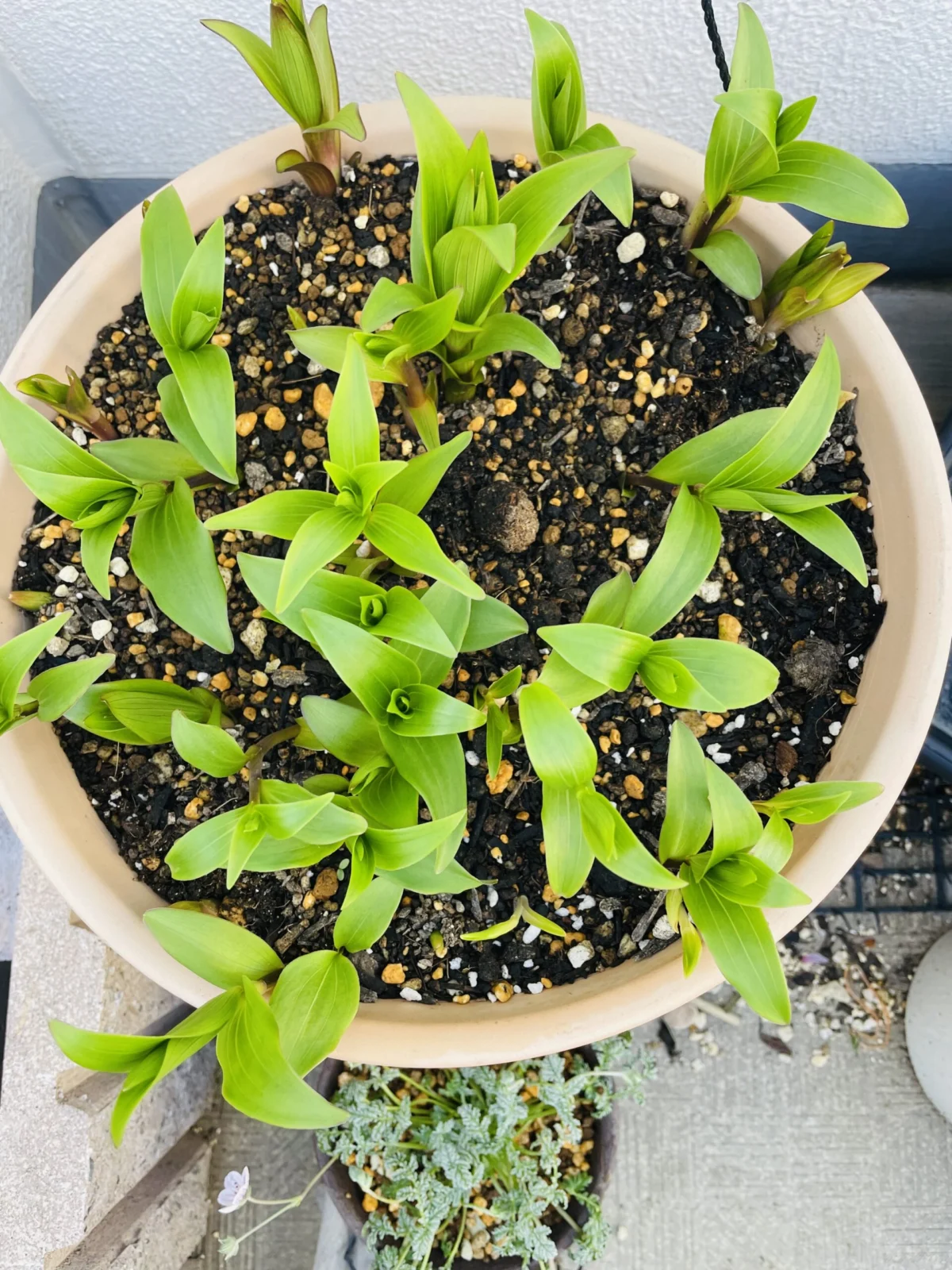 カサブランカ　春の目覚め
