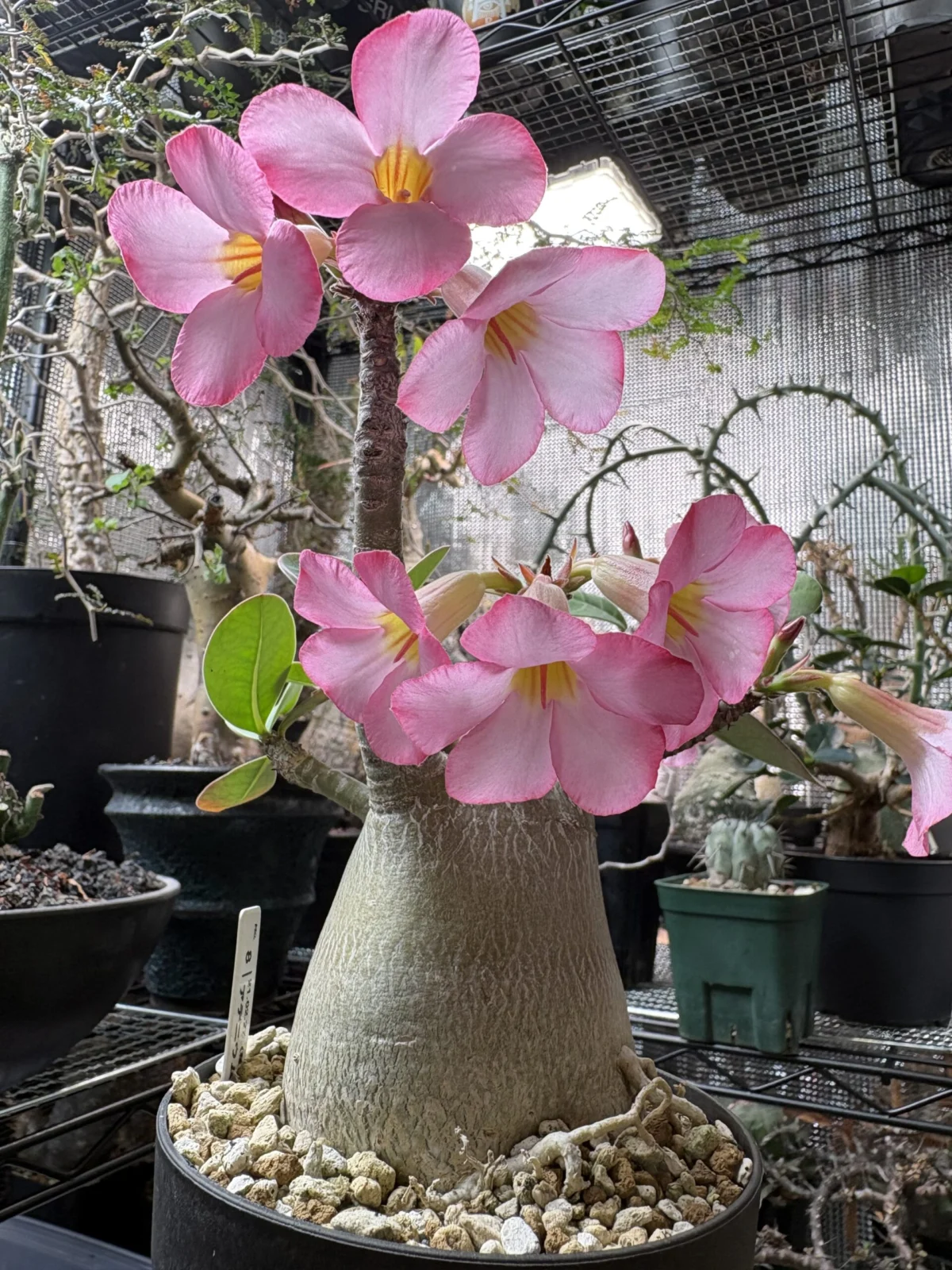 アデニウム　アラビカム　花