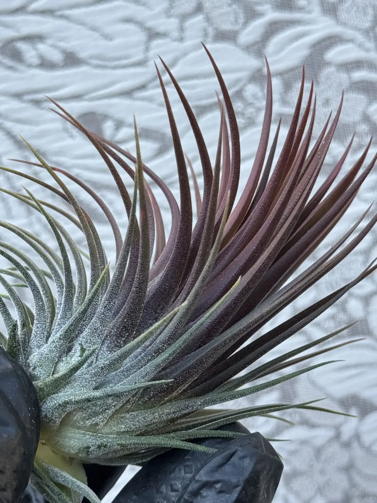 ティランジア　イオナンタ　ストリクタ