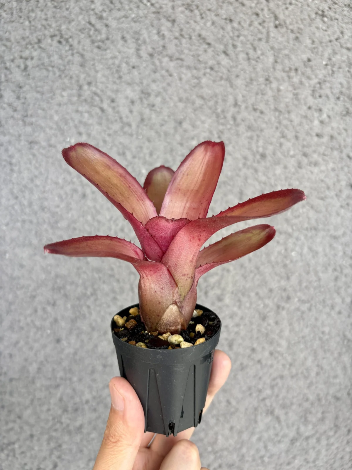 ネオレゲリア　ドン　ガリソン