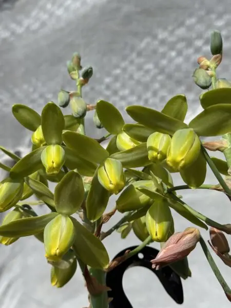 アルブカ　スピラリス　フリズルシズル　花　多肉植物