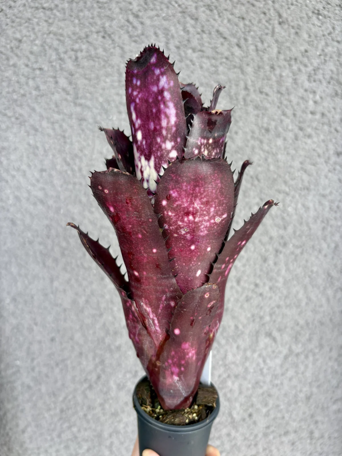 ビルベルギア　オーバージーン