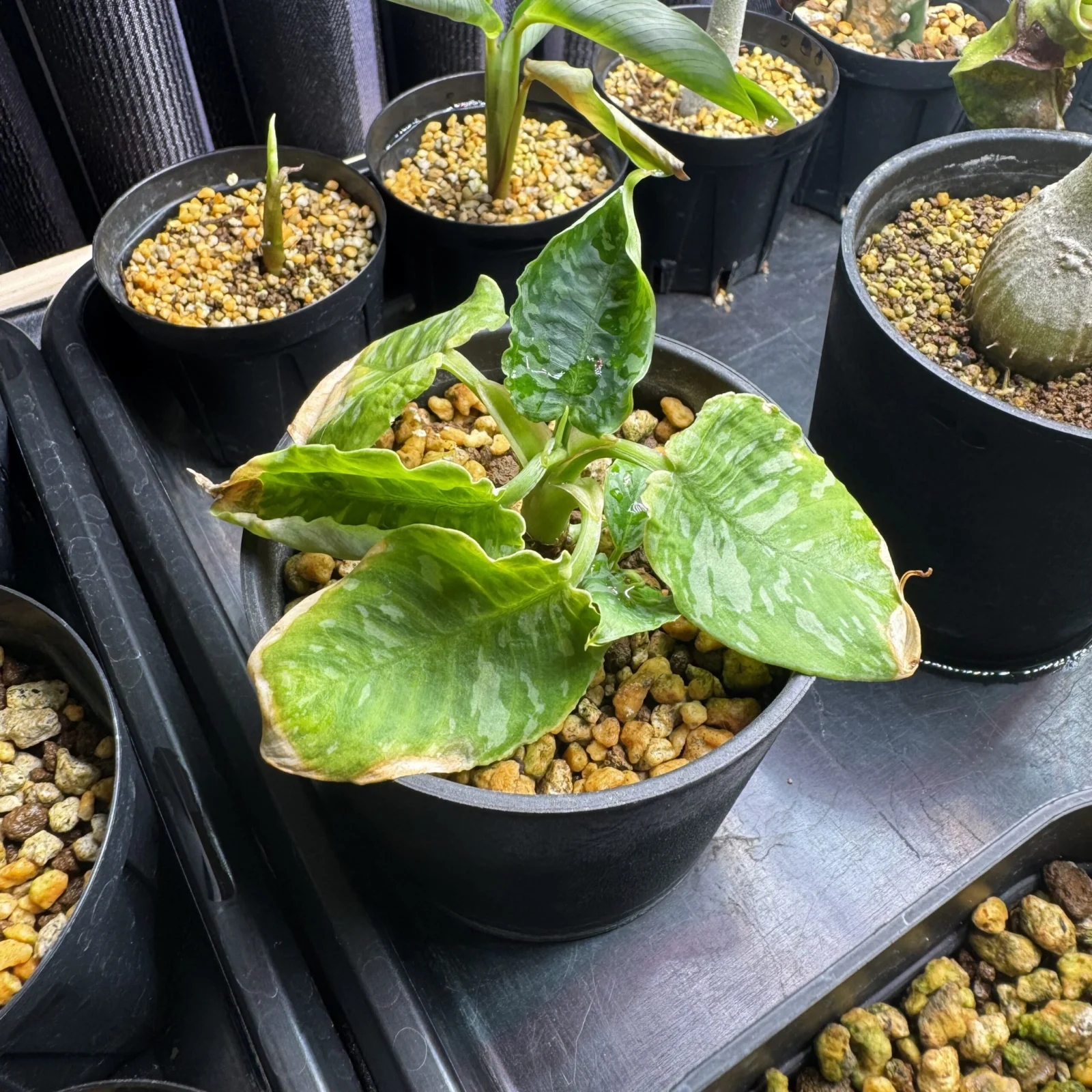 スキスマトグロッティス ワリシー