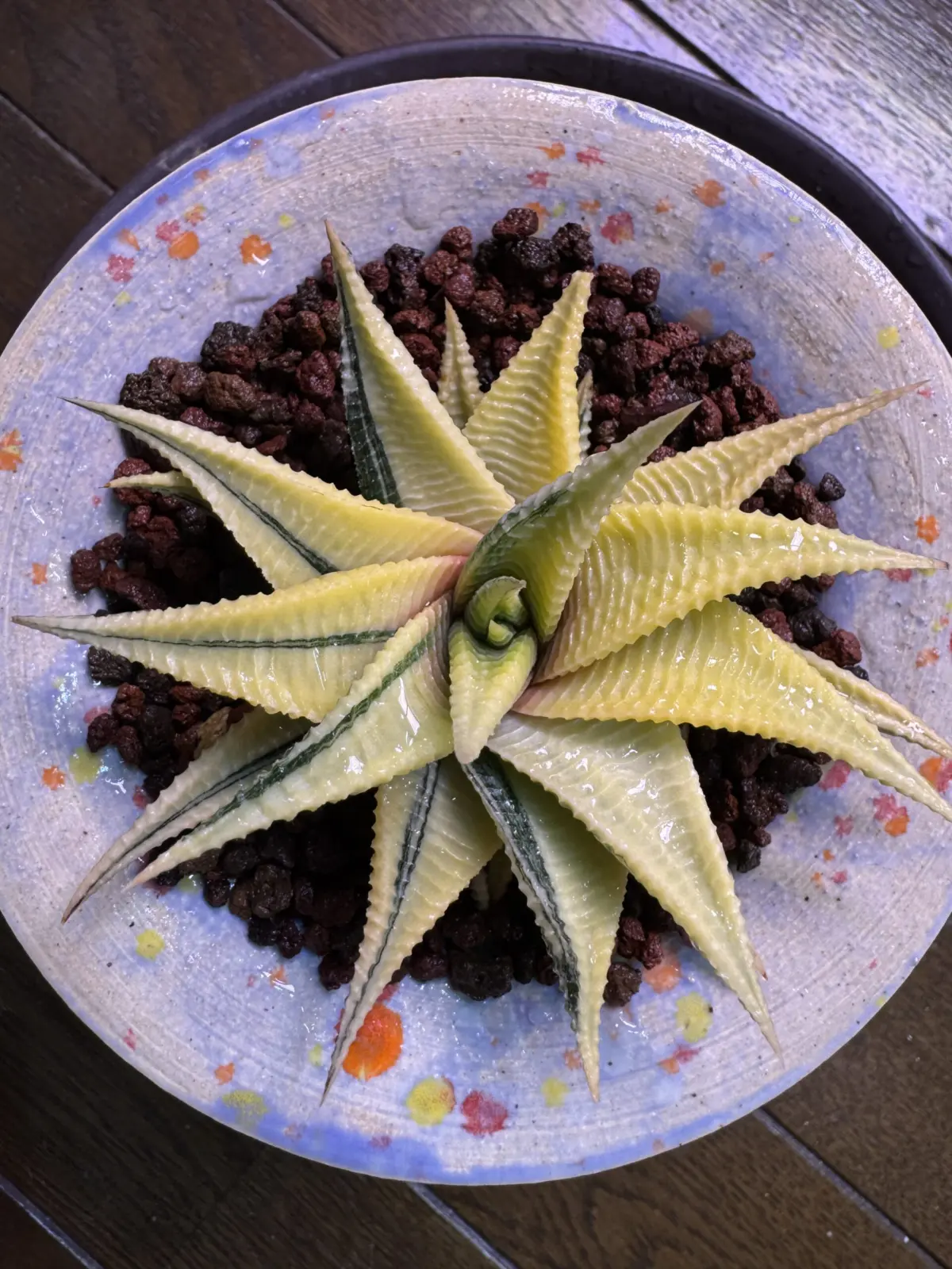 ハオルチア 瑠璃殿錦