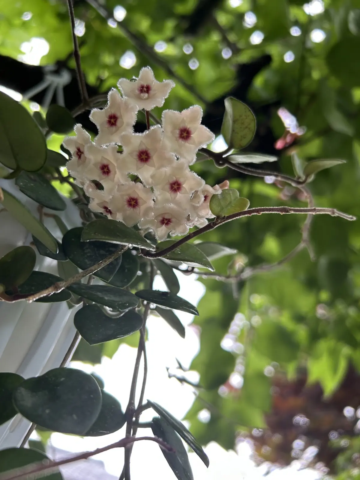 ホヤ　マチルダ　花