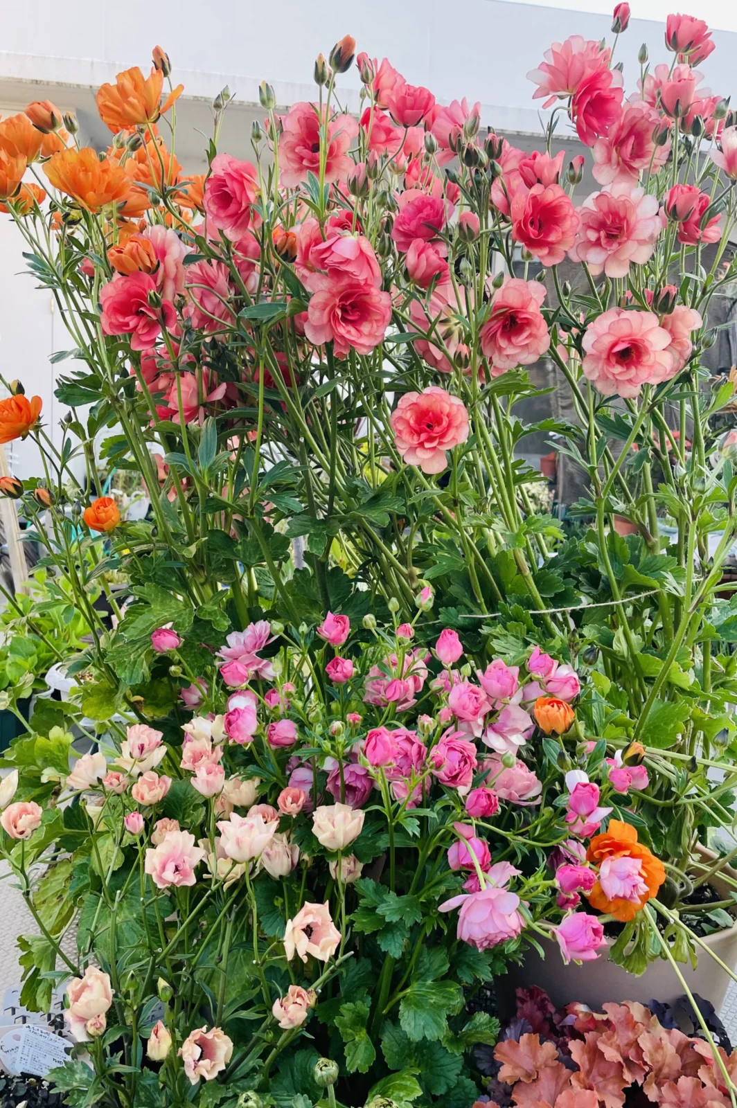 ラナンキュラス　ラックス　満開