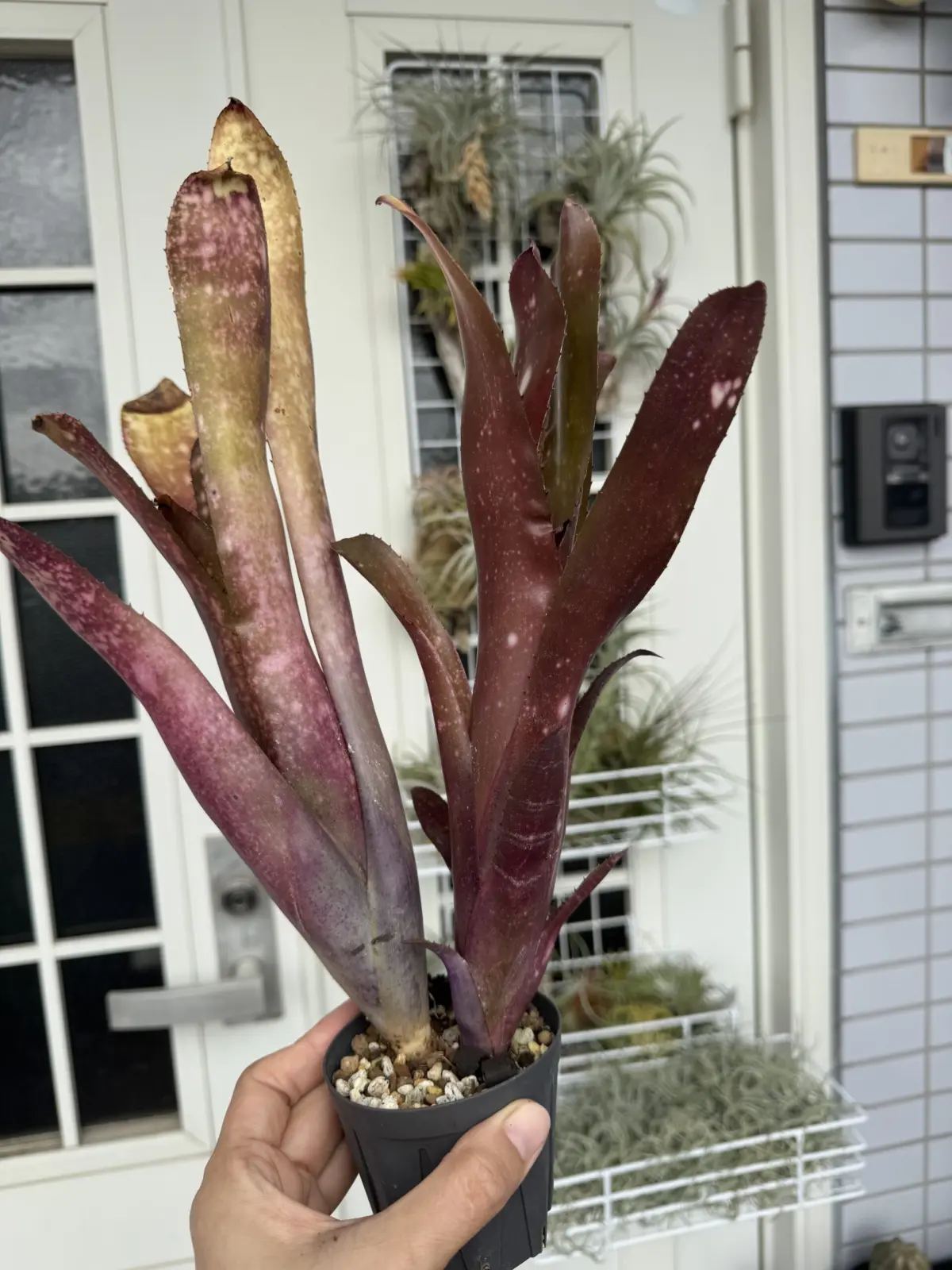 ビルベルギア　ハレルヤ