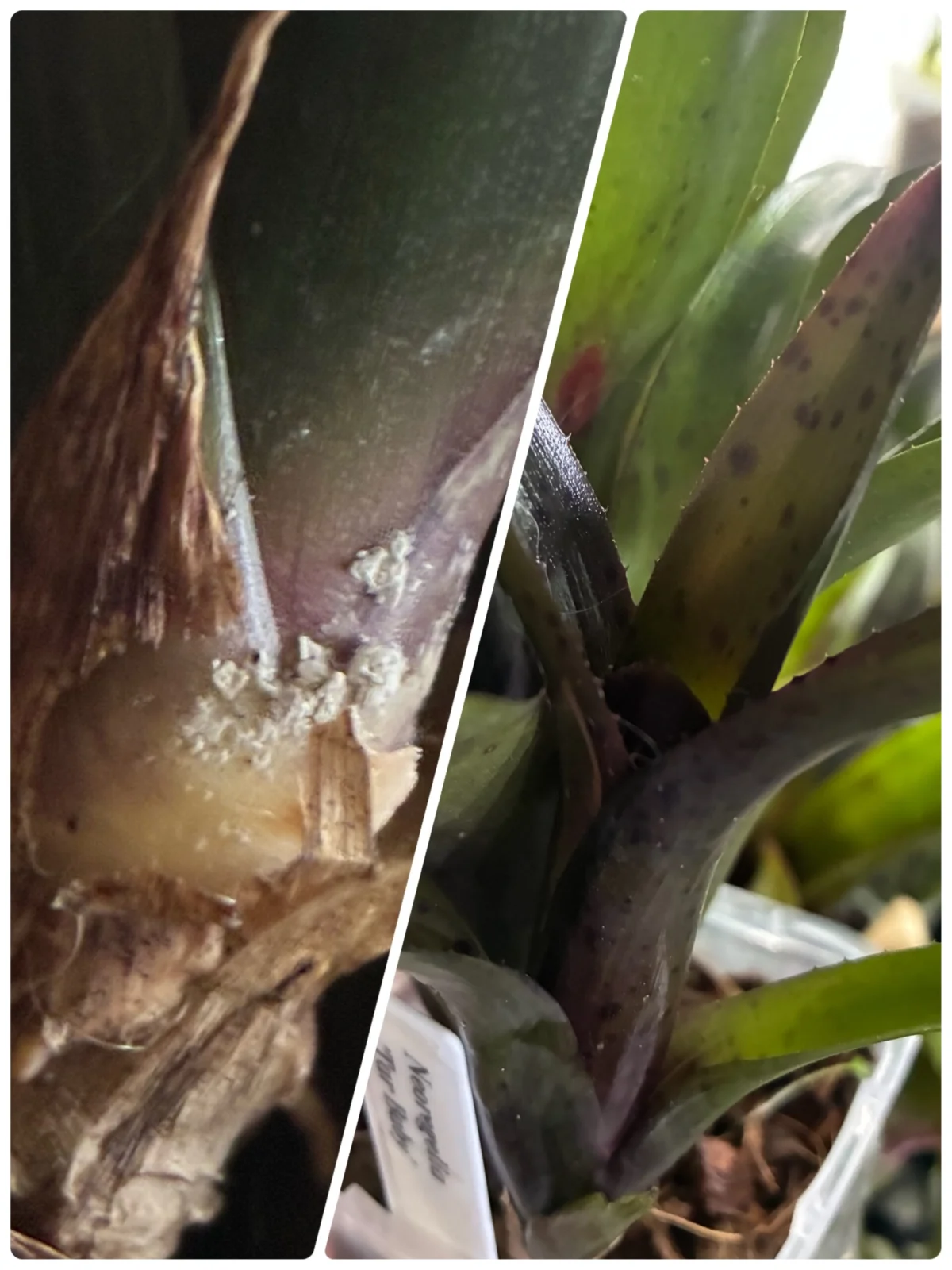 ネオレゲリア　ターベイビー　カイガラムシ