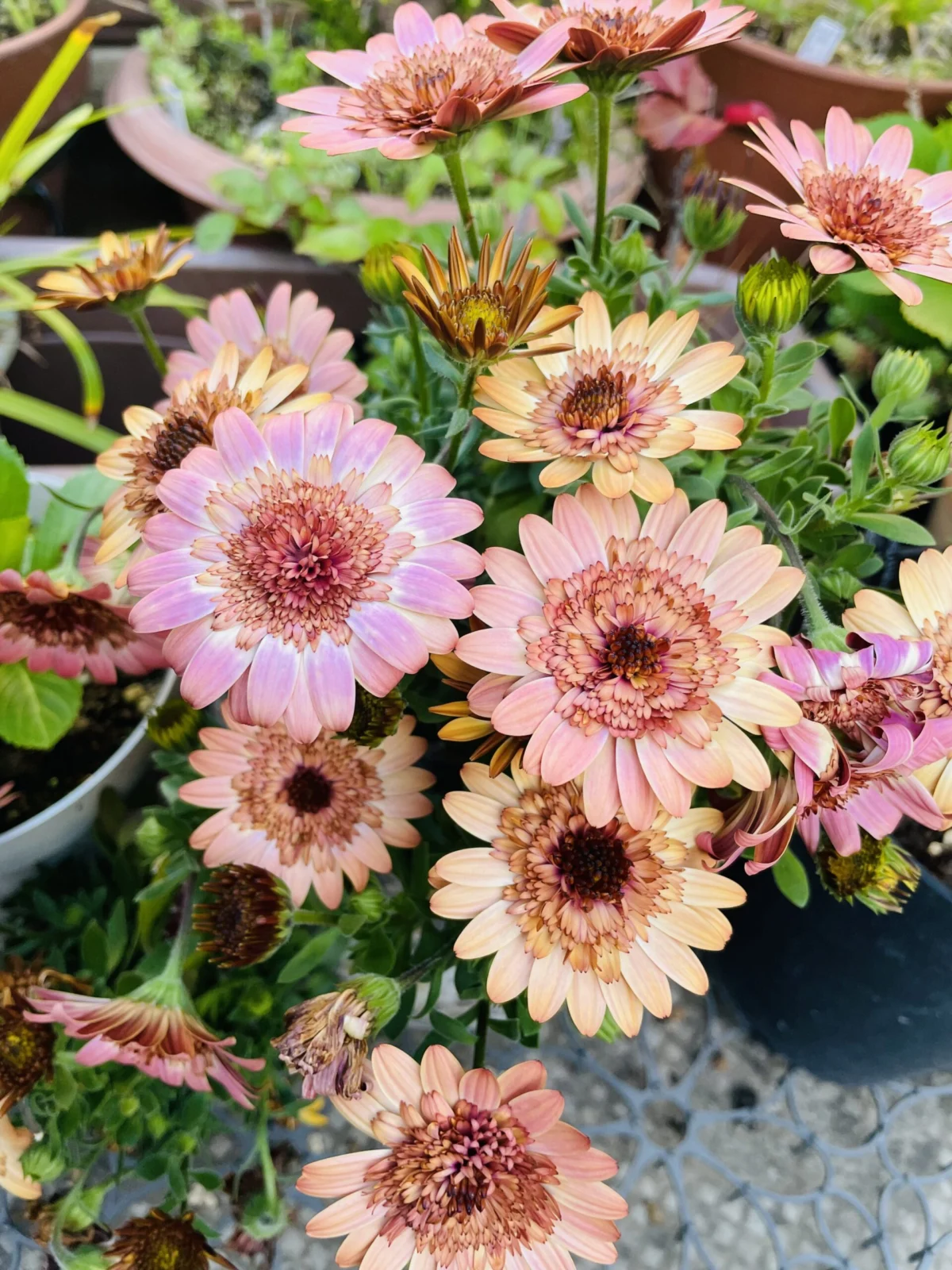 オステオスペルマム　花　ダブルファン　コーラルピンク