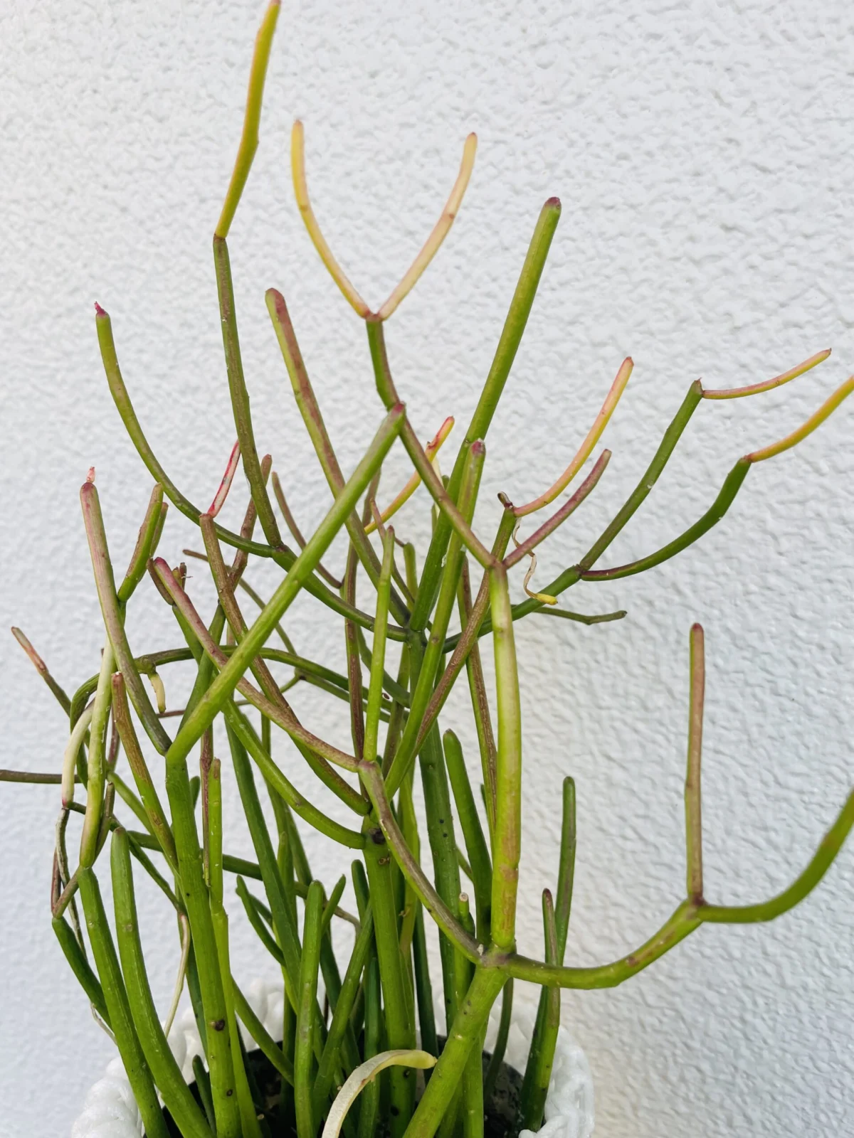 ユーフォルビア ミルクブッシュ スティックオンファイヤー