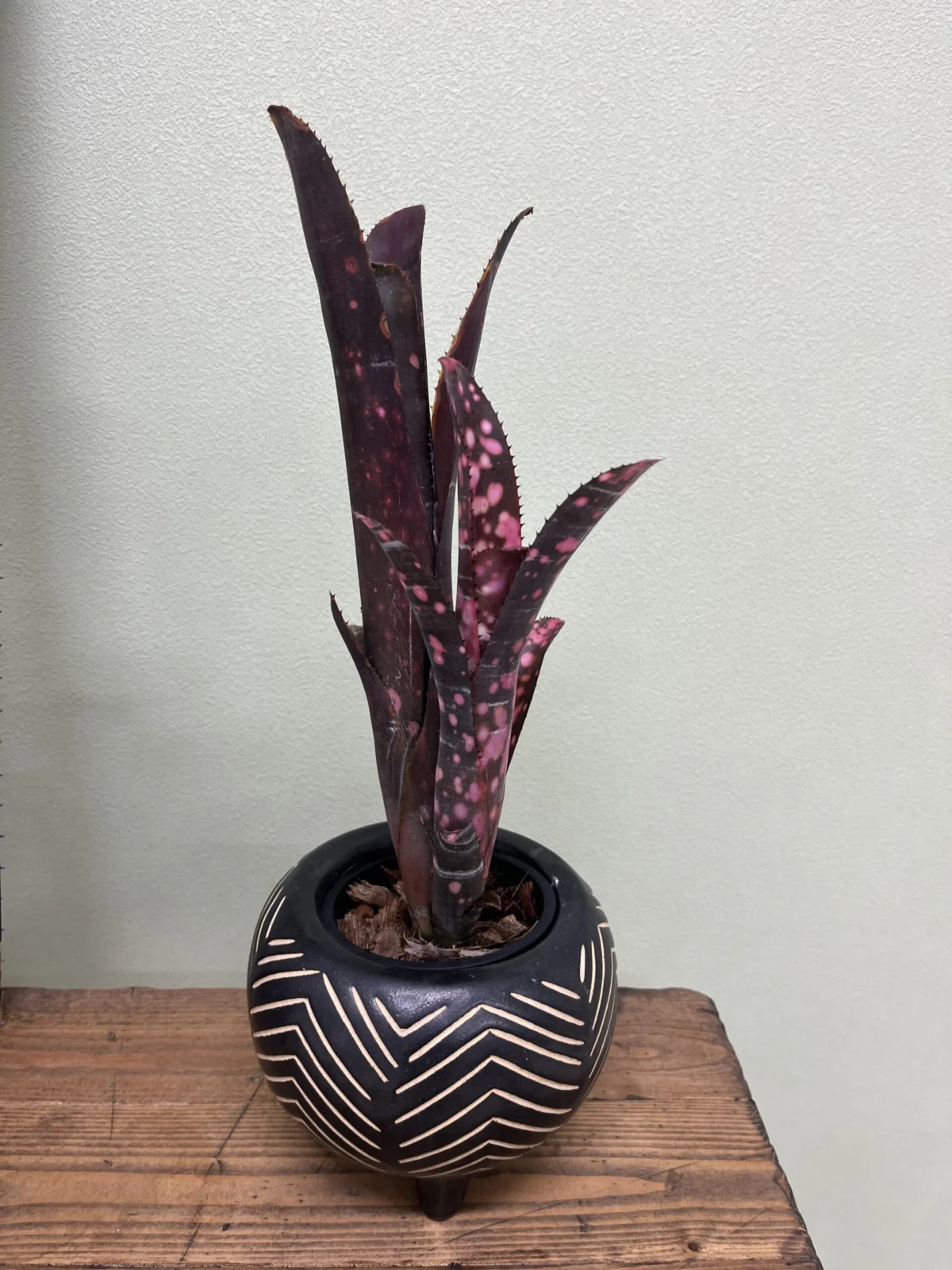 ビルベルギア　インセンディアリー　ディライト