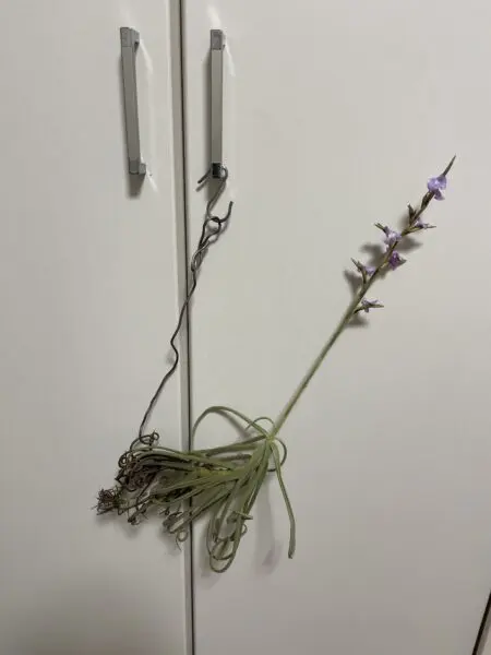 ティランジア　ドゥラティ